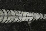 Polished Fossil Orthoceras (Cephalopod) - Morocco #138294-1